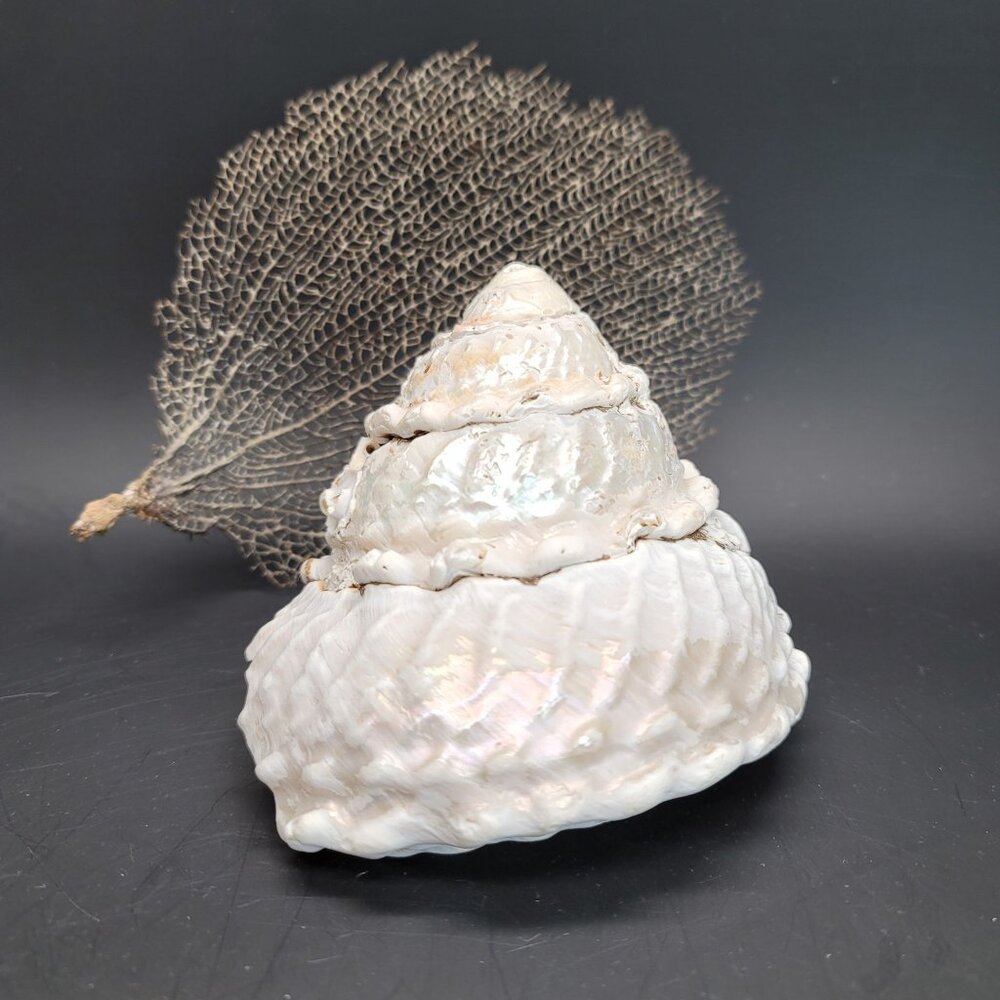 Vintage Shell Large Turbin Conk  and Dried Sea Grass Sea Fan Seaside Decor PR122